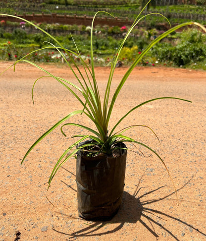 Ponytail (Nolina) Palm Ornamental Live Plant