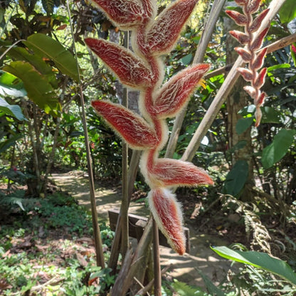 Heliconia Vellerigera Flowering Live Plant