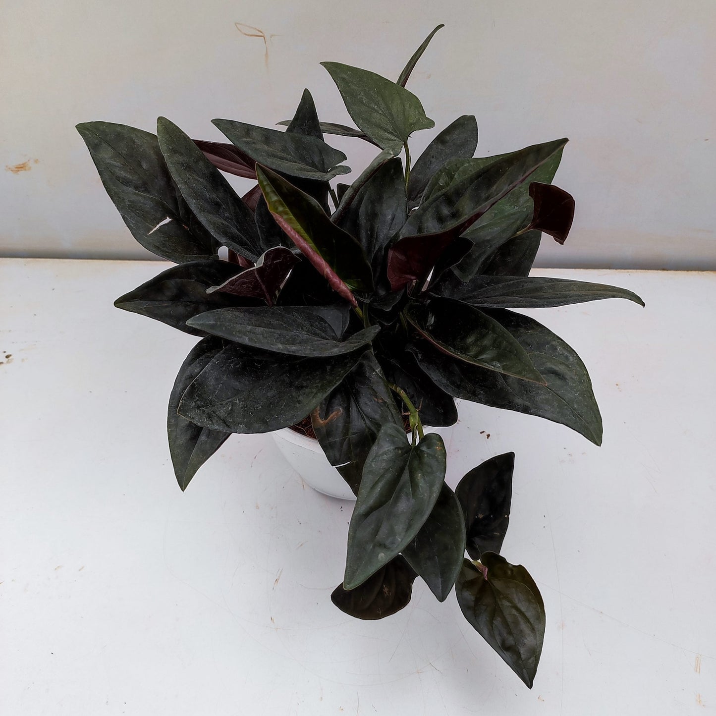 Black Pothos (Syngonium erythrophyllum) Money Plant Indoor Live Plant
