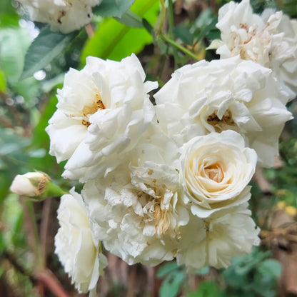 White Creeper/ Climbing Rose Live Plant