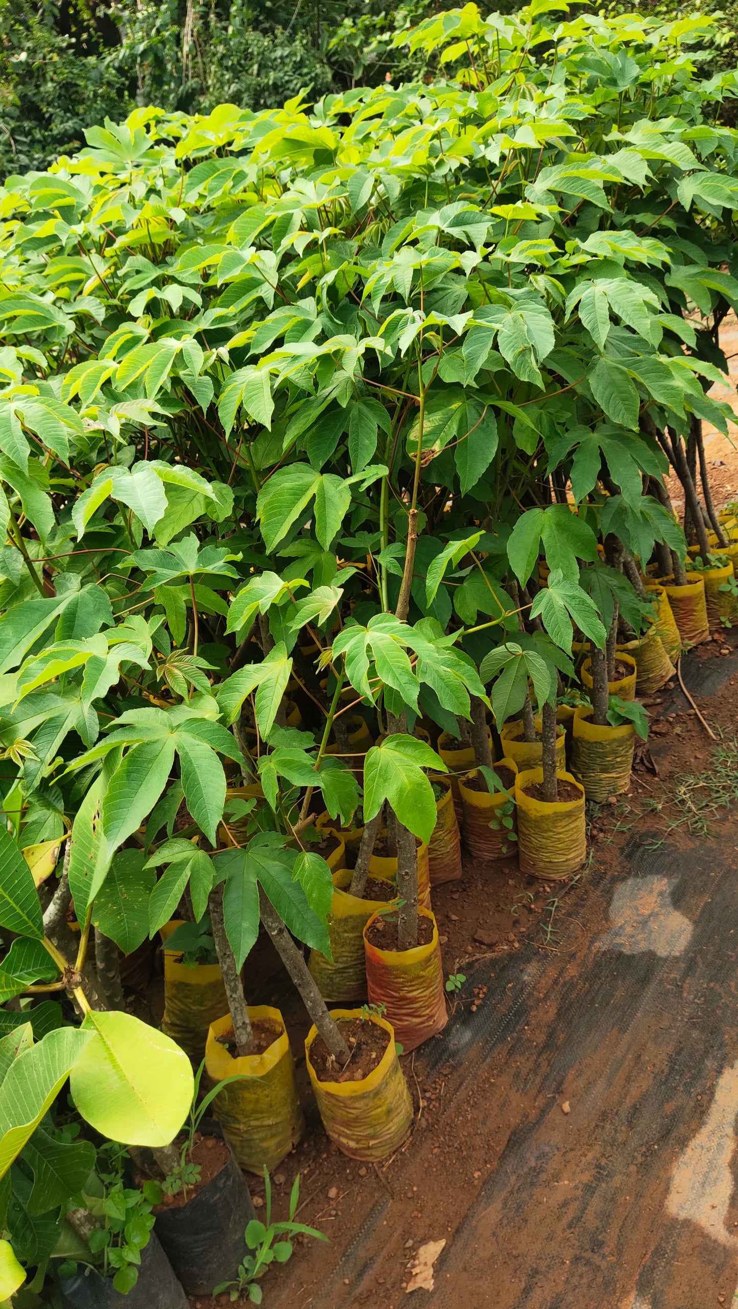 Buttercup Tree (Cochlospermum) Live Plant