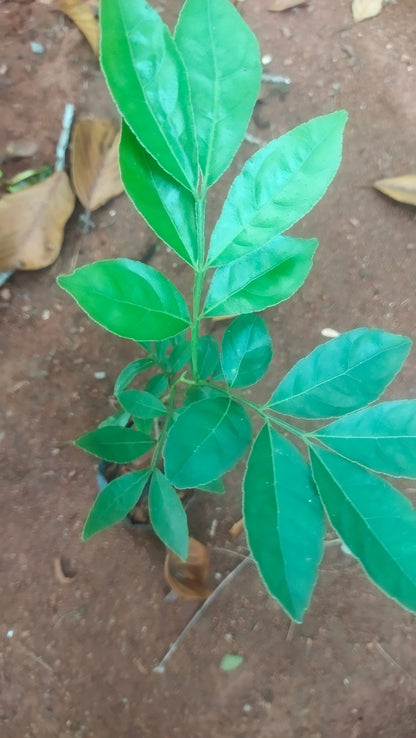 Mouth Freshner Live Plant