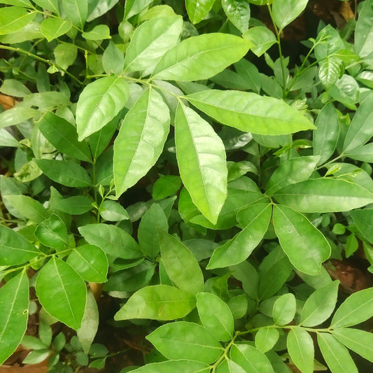 Mouth Freshner Live Plant