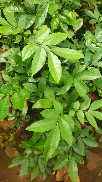 Mouth Freshner Live Plant