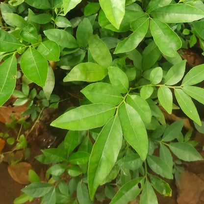 Mouth Freshner Live Plant