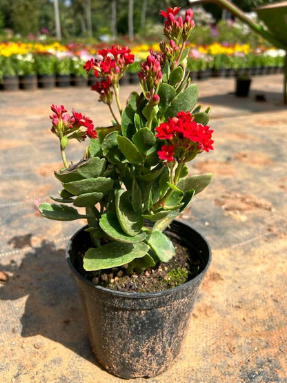 Red Kalanchoe (Blossfeldiana) All Time Flowering Live Plant