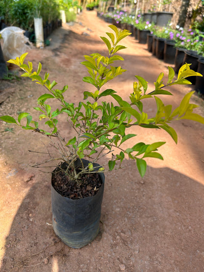 Duranta Erecta Purple Flower with Yellow (Gold Mound) Leaves Ornamental Live Plant