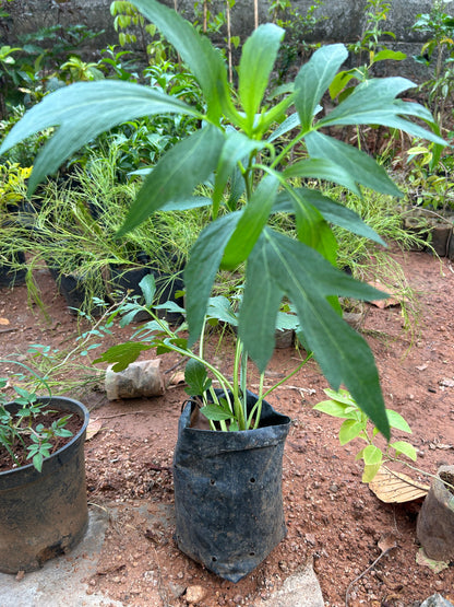 Rudbeckia Laciniata (Cutleaf Coneflower) Flowering Live Plant