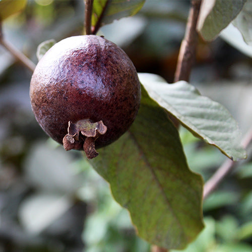Black Guava Live Plant (Psidium Guajava)