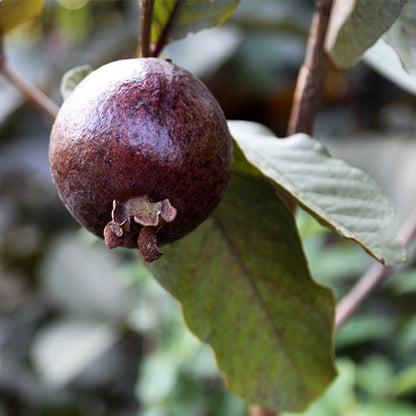 Black Guava Live Plant (Psidium Guajava)