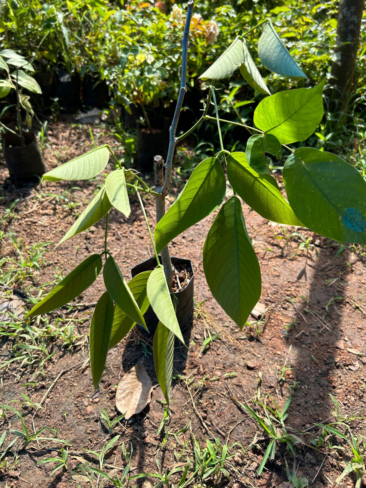 White Palash (Butea Monosperma) Layered Live Plant