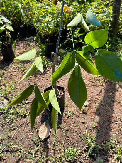 White Palash (Butea Monosperma) Layered Live Plant
