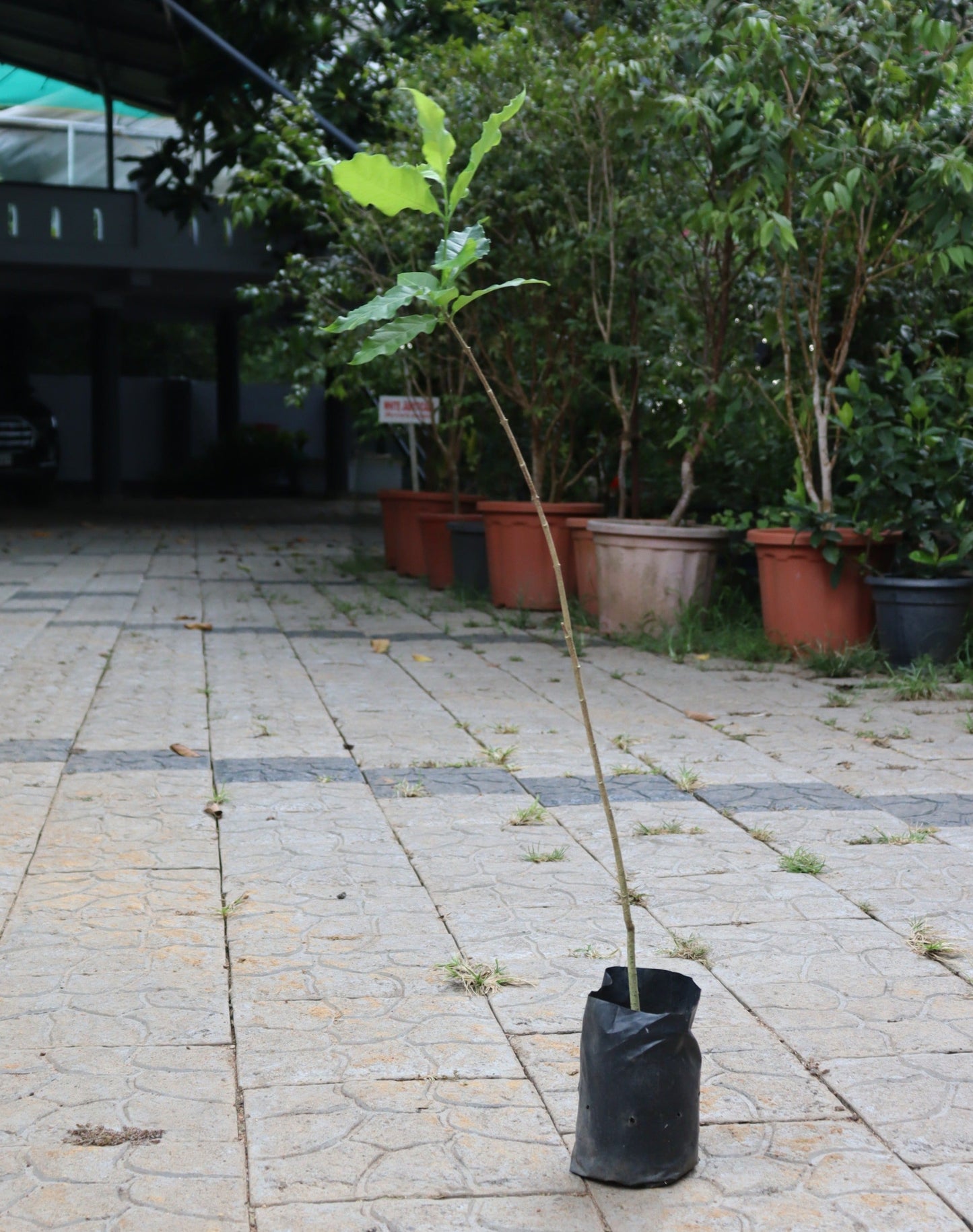 Ceylon Olive Live Plant (Elaeocarpus Serratus)