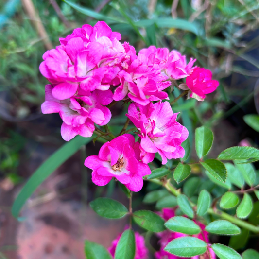 Ice Love Rose Grafted Rare Flowering Live Plant