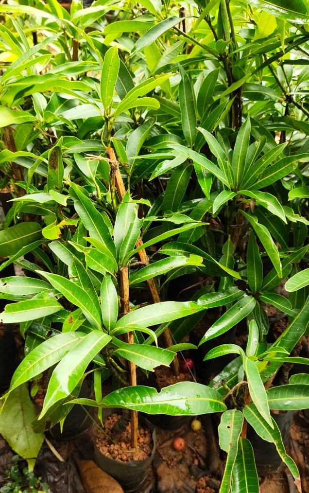 Imam Pasand / Himayath Mango Grafted Live Plant