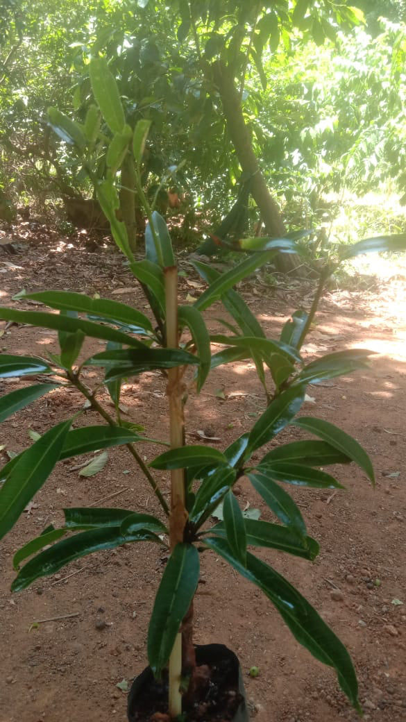 Imam Pasand / Himayath Mango Grafted Live Plant