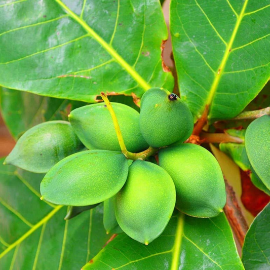 Indian Almond / Badam (Terminalia catappa) Fruit Live Plant