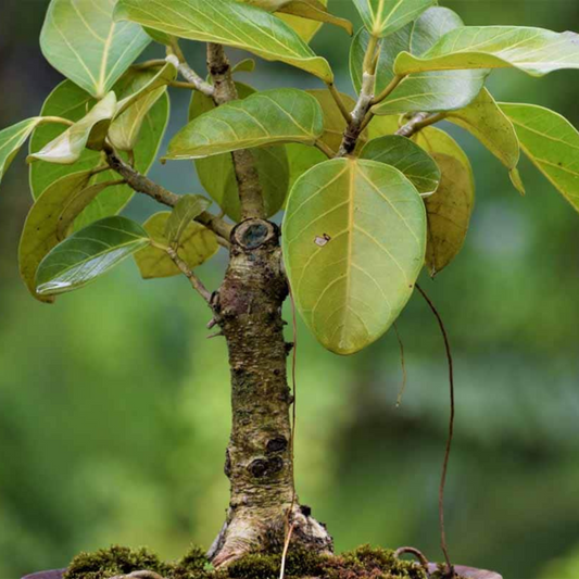 Indian Banyan Tree Bonsai (Ficus Benghalensis) Indoor Live Plant