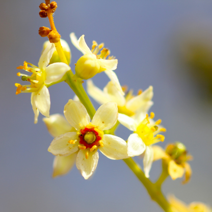 Indian Frankincense (Boswellia serrata) Live Plant