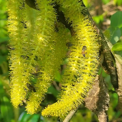 Indian Willow (Salix tetrasperma) Medicinal Live Plant