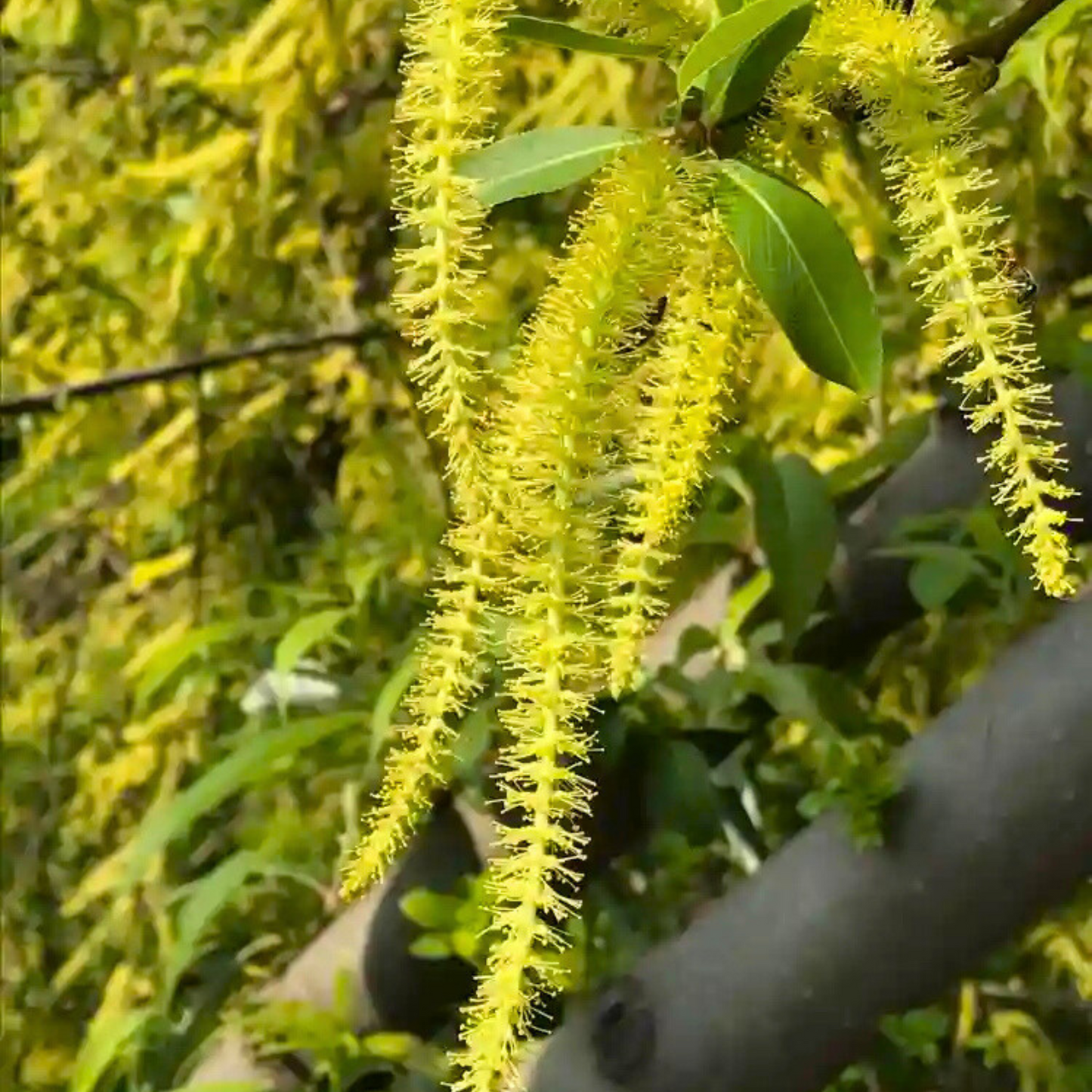 Indian Willow (Salix tetrasperma) Medicinal Live Plant