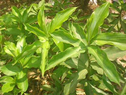 Insulin (Costus Igneus) Live Plant