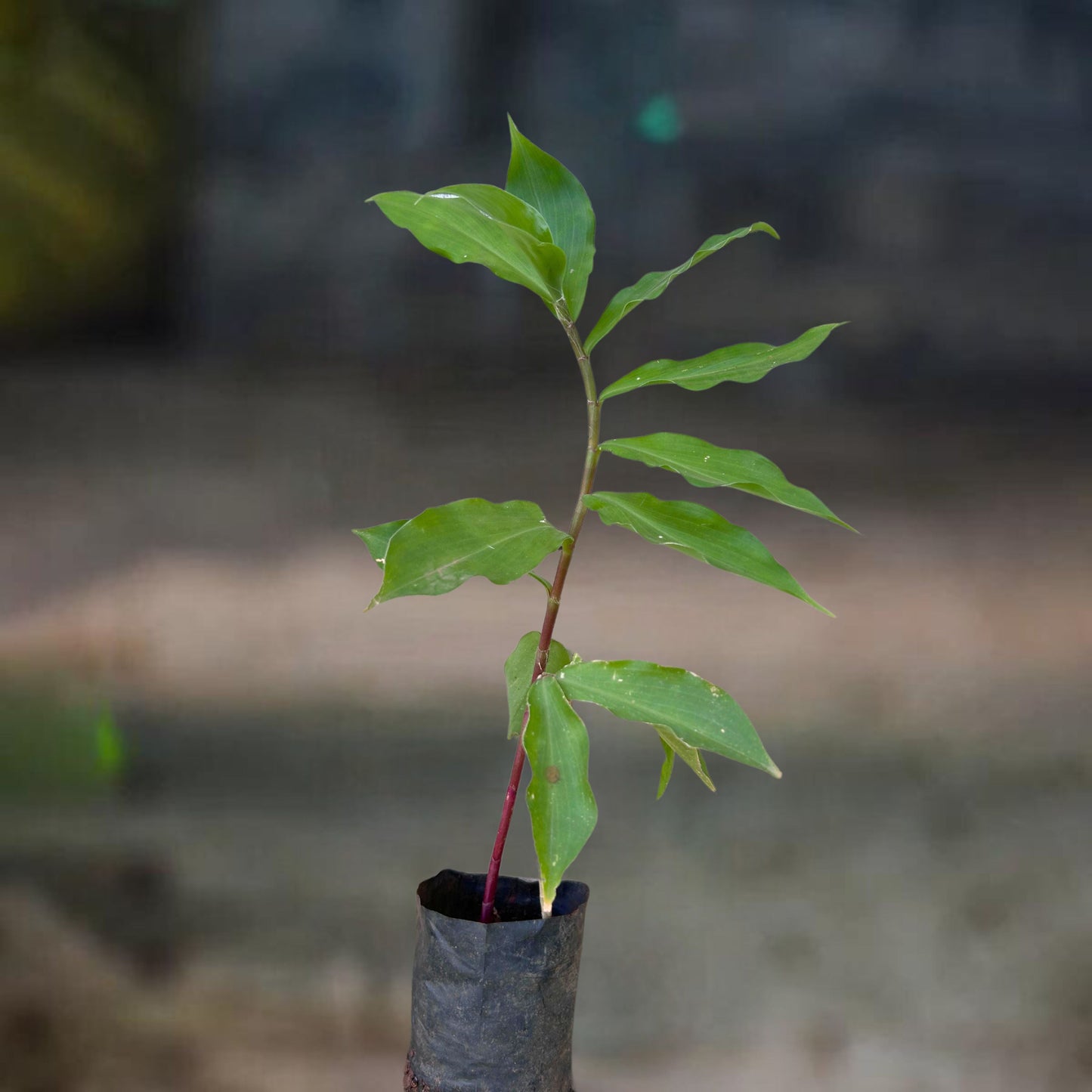 Insulin (Costus Igneus) Live Plant