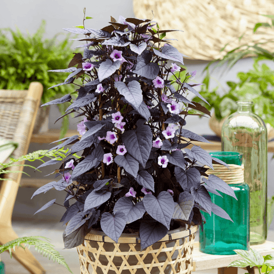 Ipomoea Black Heart Vine Flowering Live Plant