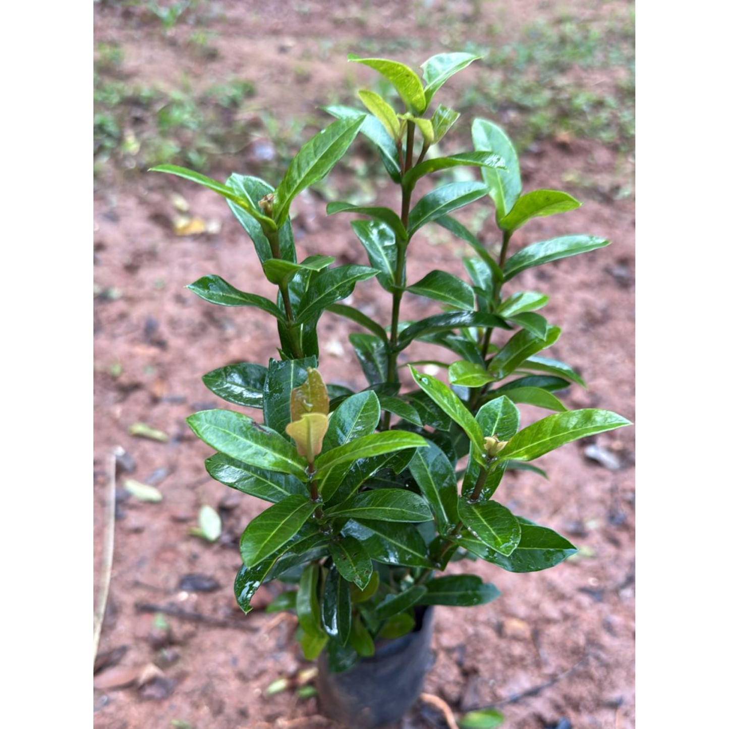 Ixora Double Petal Rare All Time Flowering Live Plant