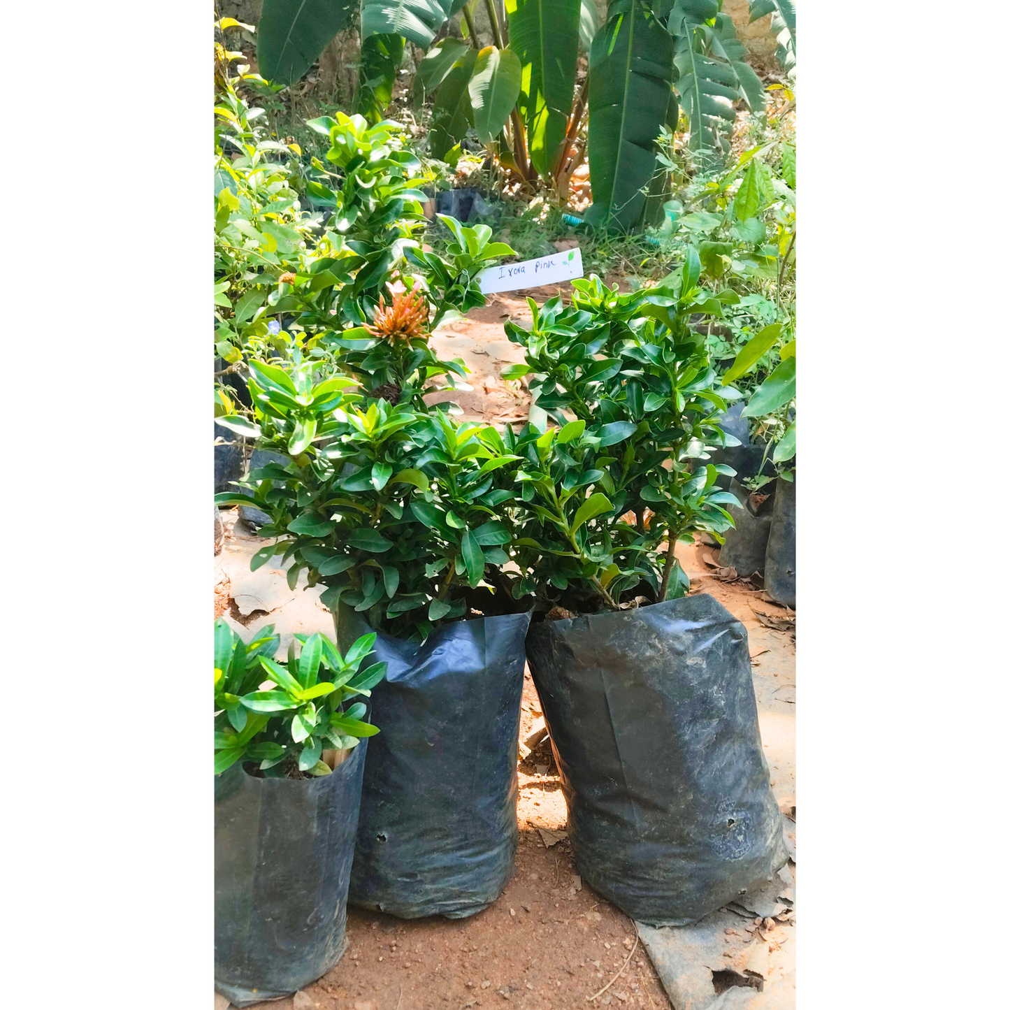 Ixora Pink All Time Flowering Live Plant