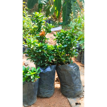 Ixora Pink All Time Flowering Live Plant