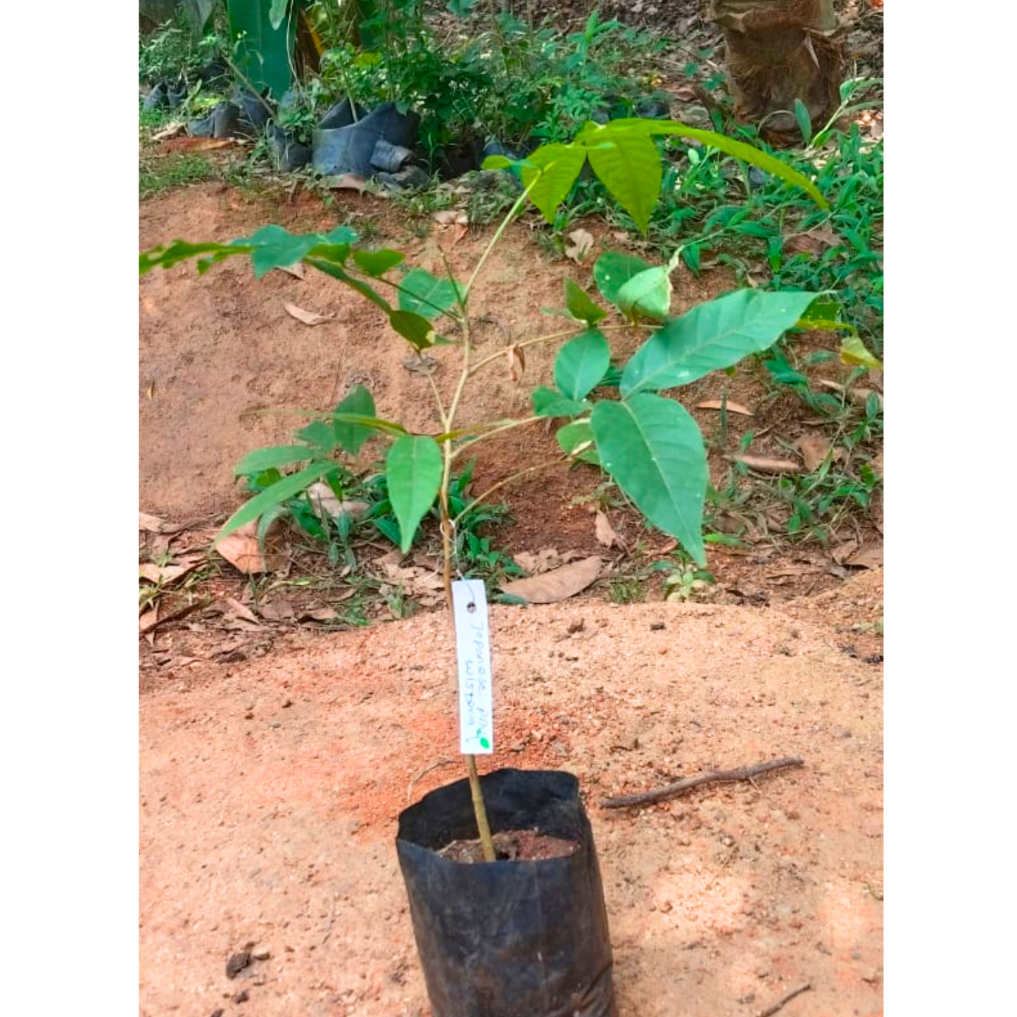 Japanese Pink Wisteria (Wisteria floribunda) Rare Fragrant Flowering Live Plant