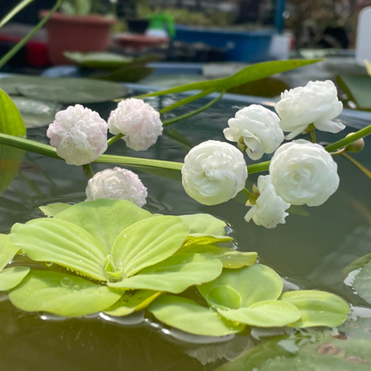 Japonica Sagttaria Aquarium Live Plant