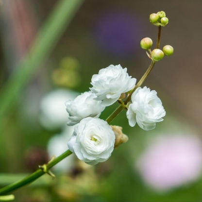 Japonica Sagttaria Aquarium Live Plant