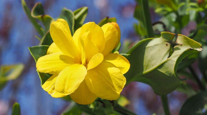 Yellow Jasmine Fragrant Rare Flowering Creeper Live Plant