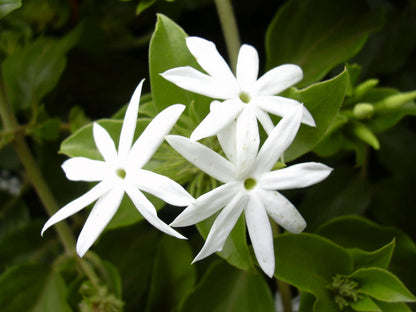 Nithyakalyani (Jasminum multiflorum) Highly Fragrant Flowering Live Plant