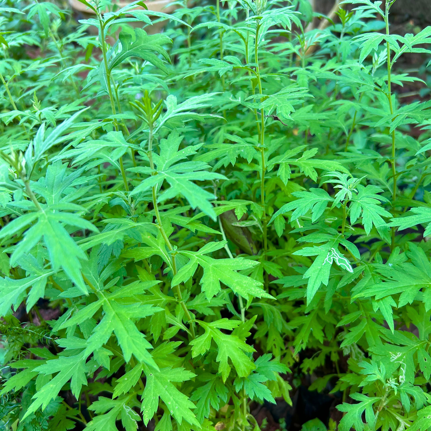 Kasthuri Tulsi Medicinal Live Plant