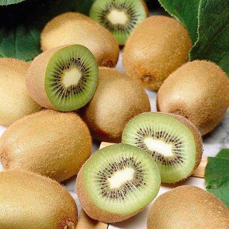 Kiwi Fruit (Actinidia deliciosa) Live Plant