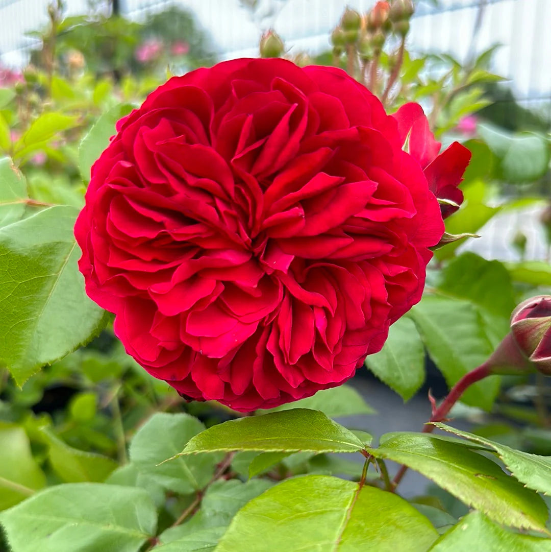 Leonardo da vinci (DA Rose) Fragrant  Rose Live Plant