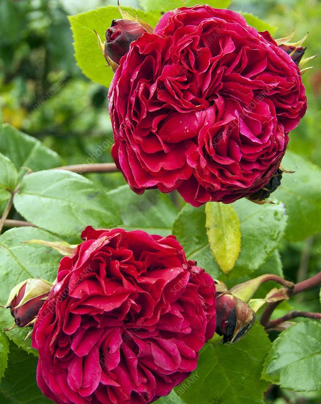 Leonardo da vinci (DA Rose) Fragrant  Rose Live Plant