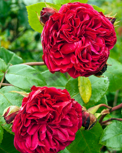 Leonardo da vinci (DA Rose) Fragrant  Rose Live Plant