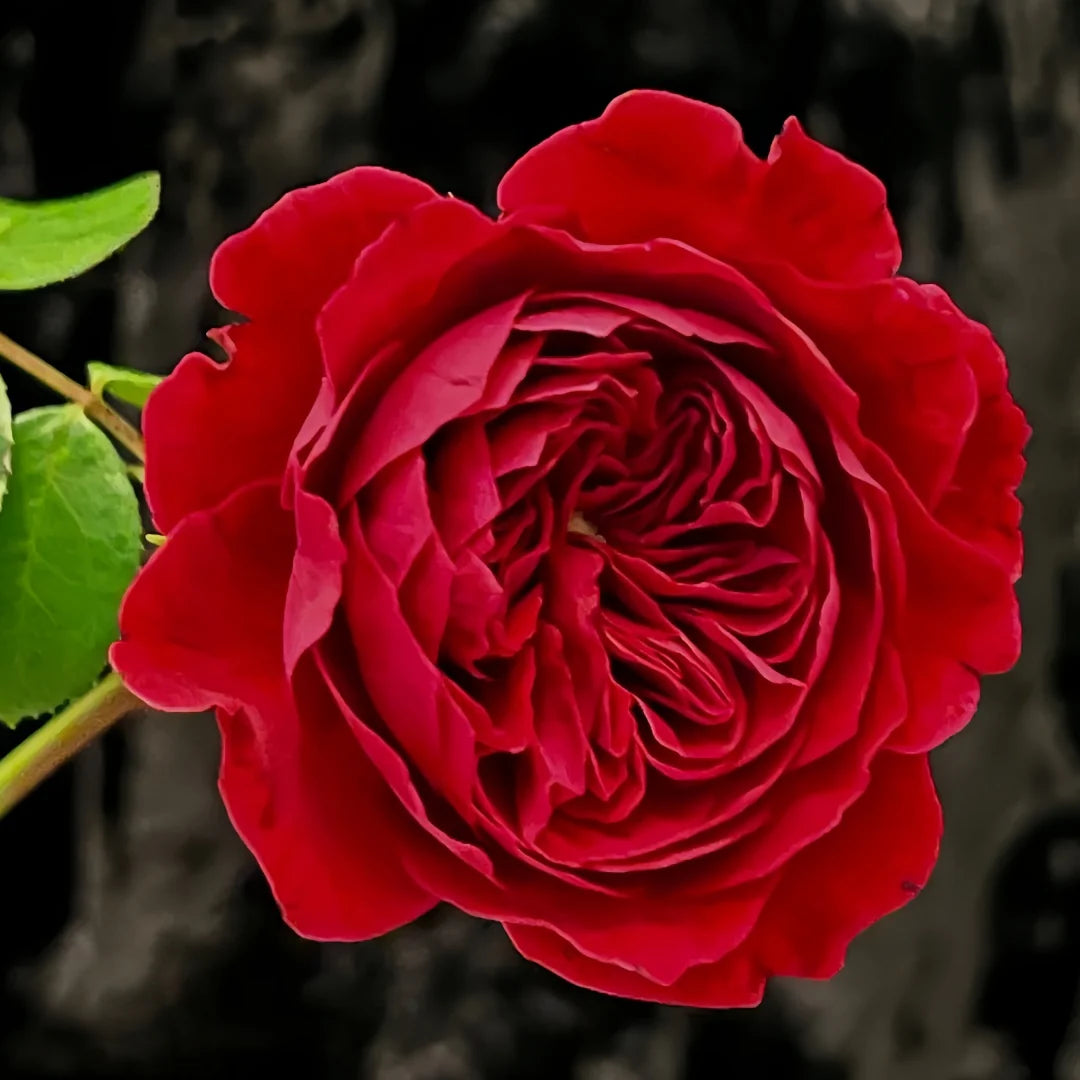 Leonardo da vinci (DA Rose) Fragrant  Rose Live Plant