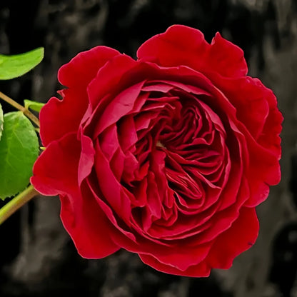 Leonardo da vinci (DA Rose) Fragrant  Rose Live Plant