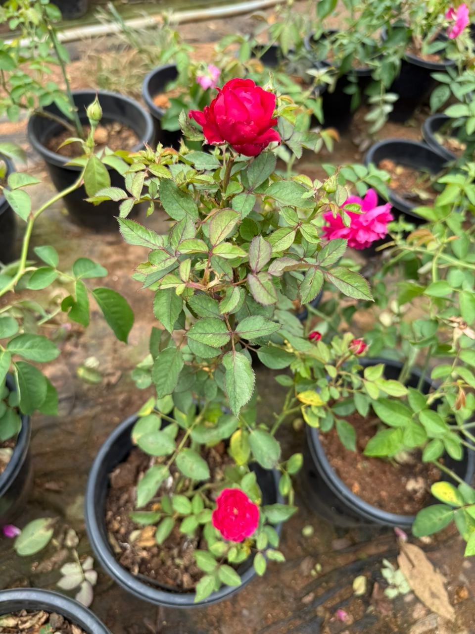 Leonardo da vinci (DA Rose) Fragrant  Rose Live Plant