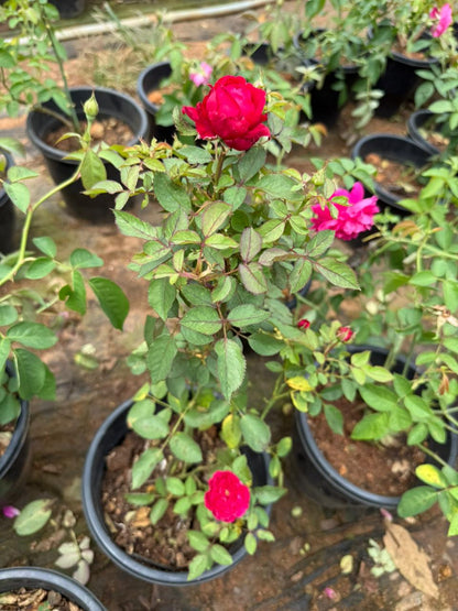 Leonardo da vinci (DA Rose) Fragrant  Rose Live Plant
