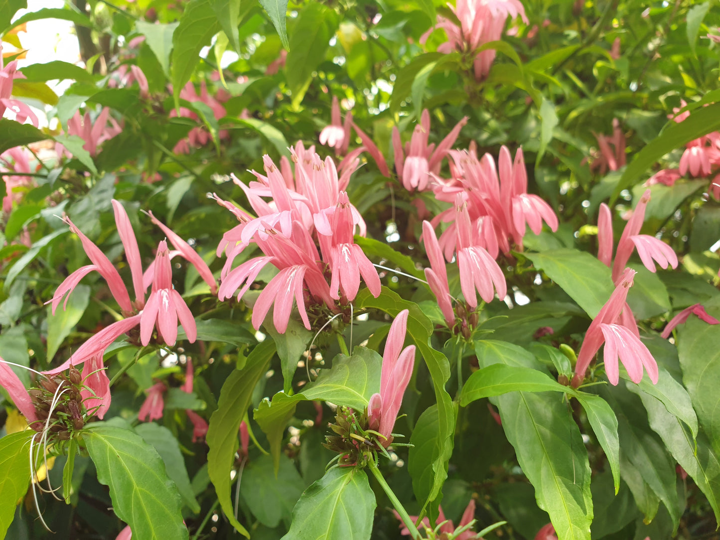 Duck Foot (Justicia brasiliana) Rare All Time Flowering Live Plant