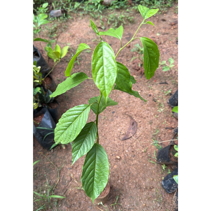 Langi Langi / Ylang Ylang (Cananga odorata) Rare Highly Fragrant Flowering Live Plant