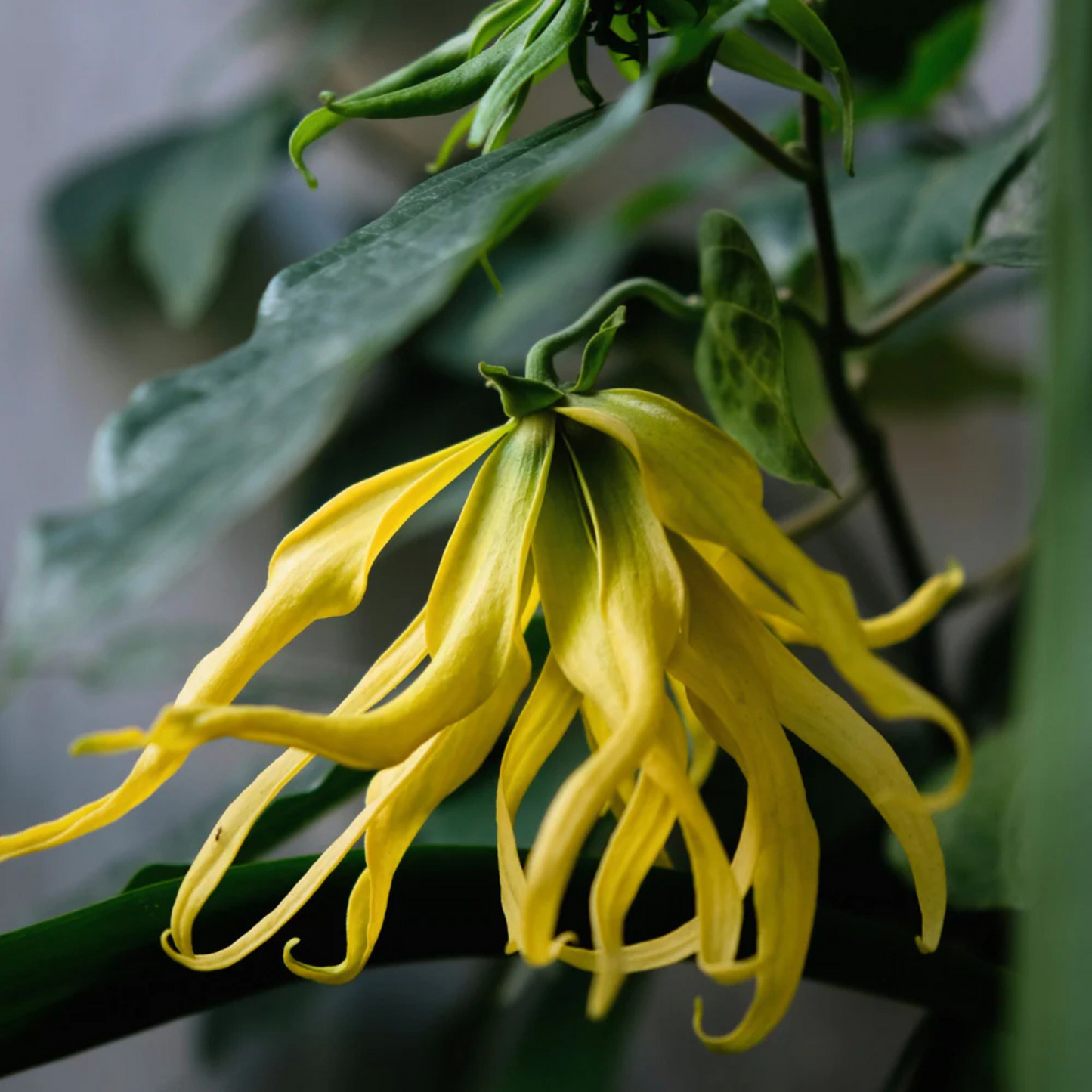 Langi Langi / Ylang Ylang (Cananga odorata) Rare Highly Fragrant Flowering Live Plant