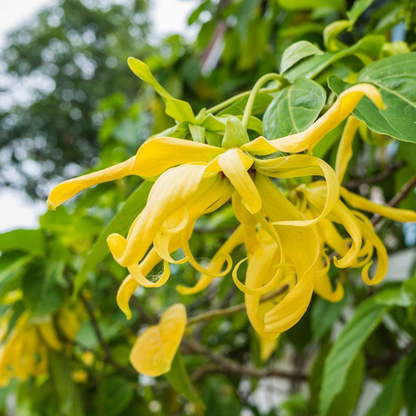 Langi Langi / Ylang Ylang (Cananga odorata) Rare Highly Fragrant Flowering Live Plant