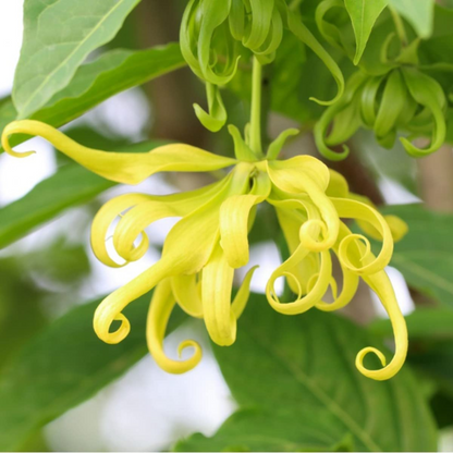 Langi Langi / Ylang Ylang (Cananga odorata) Rare Highly Fragrant Flowering Live Plant
